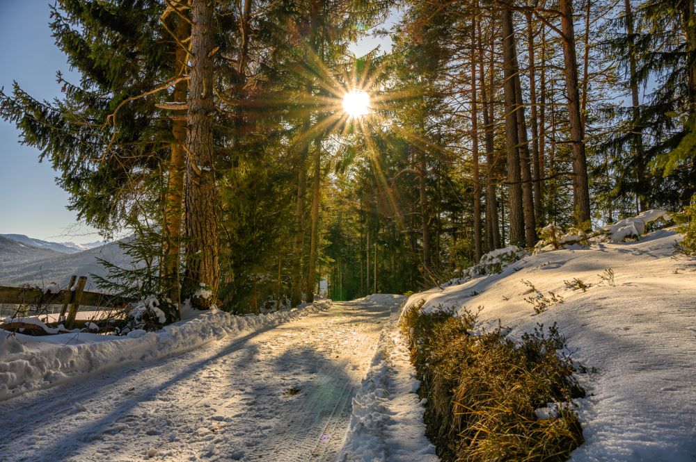 Sneeuw met bossen bij Innsbruck.